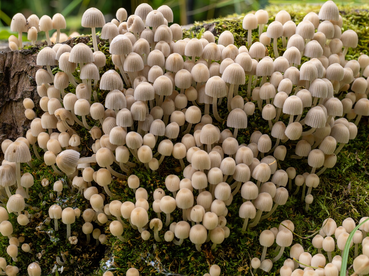 Coprinellus disseminatus _2026-08-28_2-2