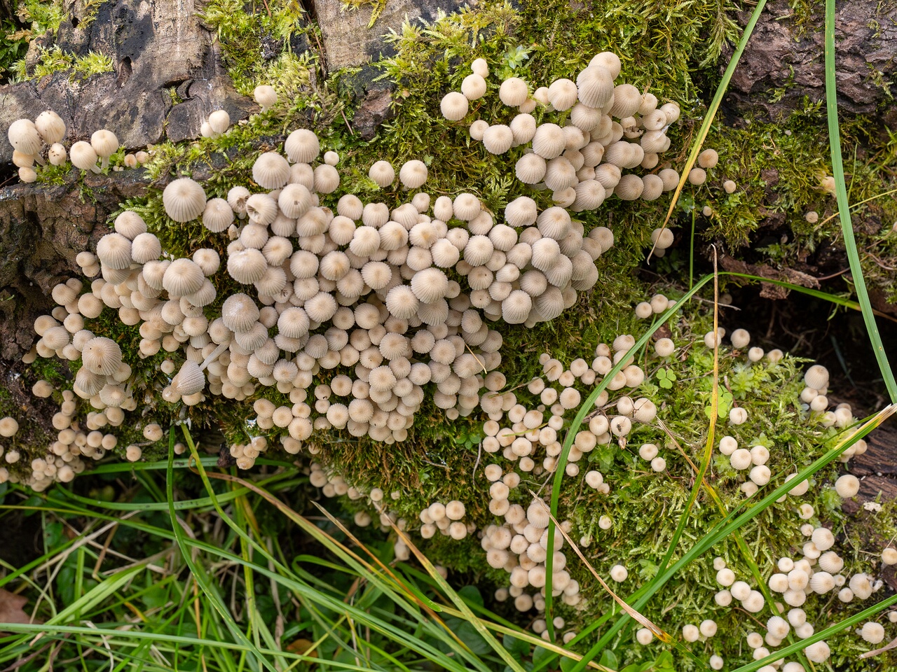 Coprinellus disseminatus _2026-08-28_2-3