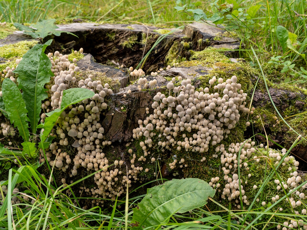 Coprinellus disseminatus _2026-08-28_2-4