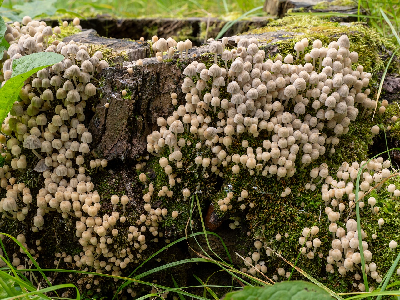 Coprinellus disseminatus _2026-08-28_2-5