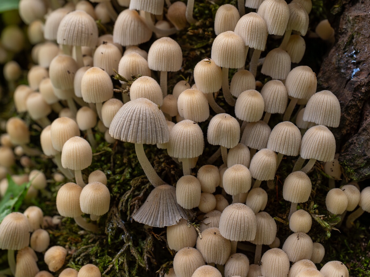 Coprinellus disseminatus _2026-08-28_2-6