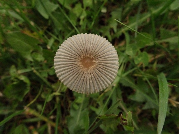 Coprinopsis cordispora - Навозник сердцеспорововый - Heart-spored Inky Cap - Herzsporen-Tintling