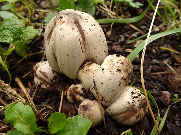 Coprinopsis atramentaria - Навозник серый - Common Ink Cap - Gemeiner Glimmertintling