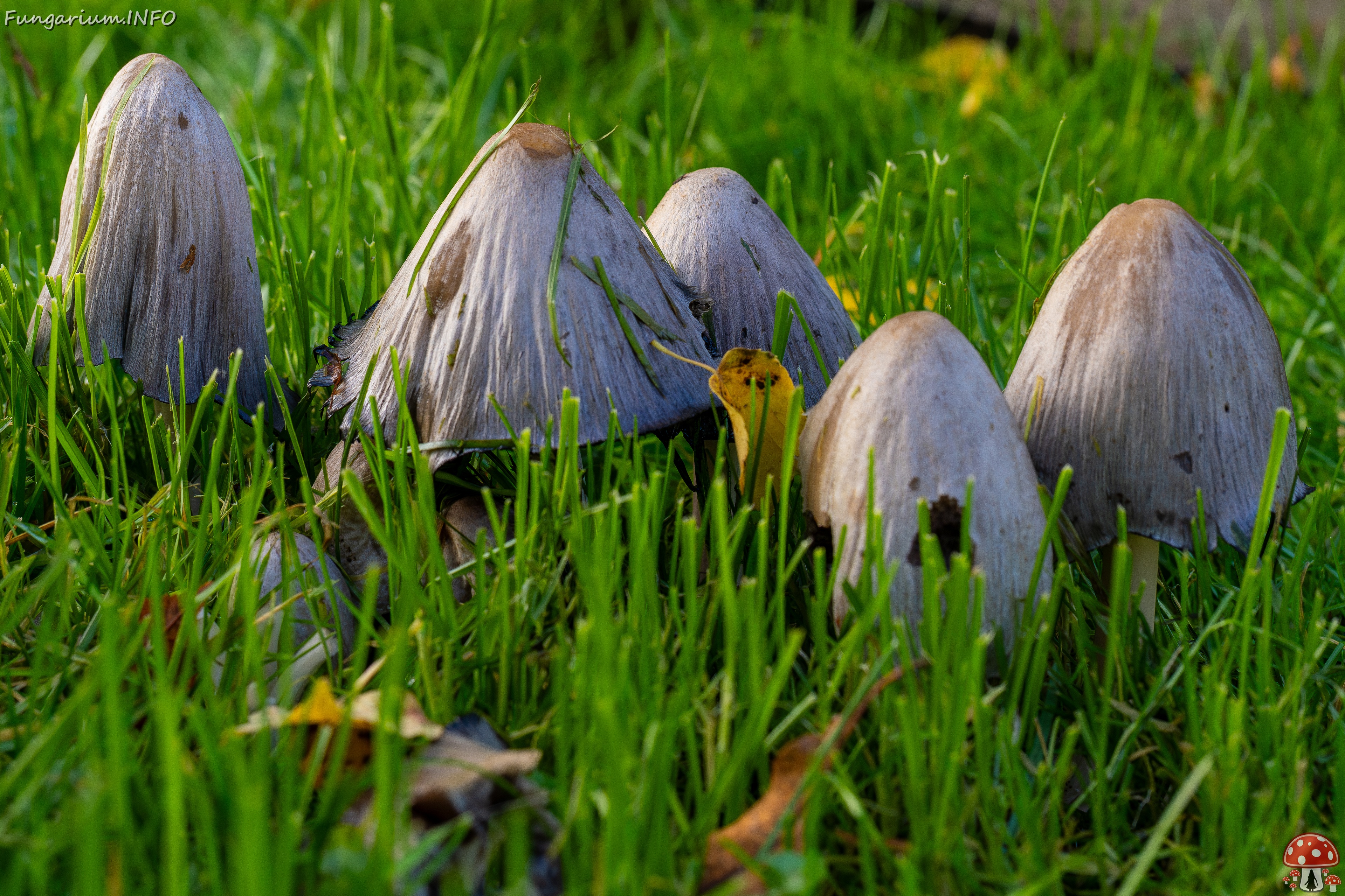 !Coprinopsis atramentaria _2025-10-10_1-3 