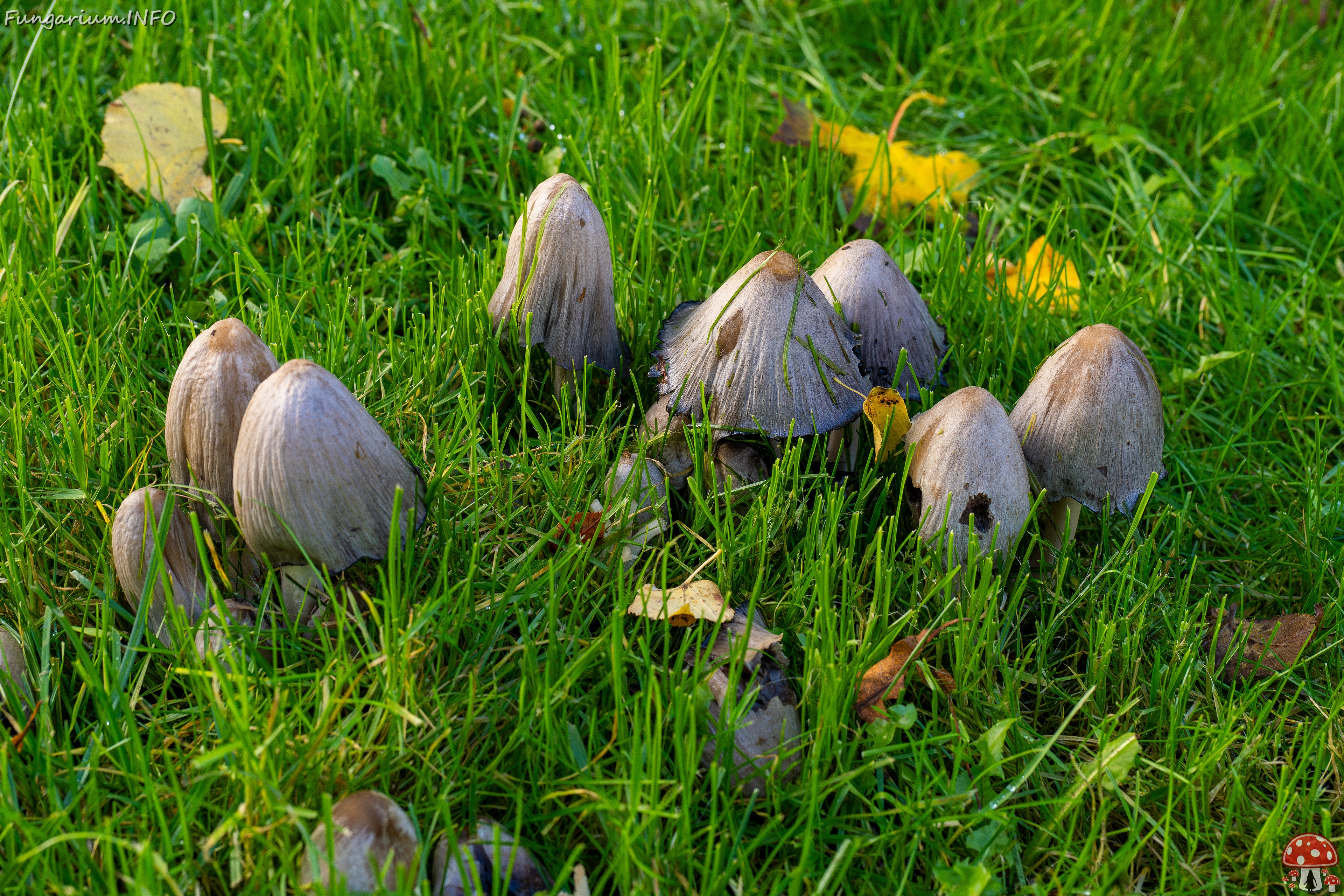 Coprinopsis atramentaria _2025-10-10_1-1 