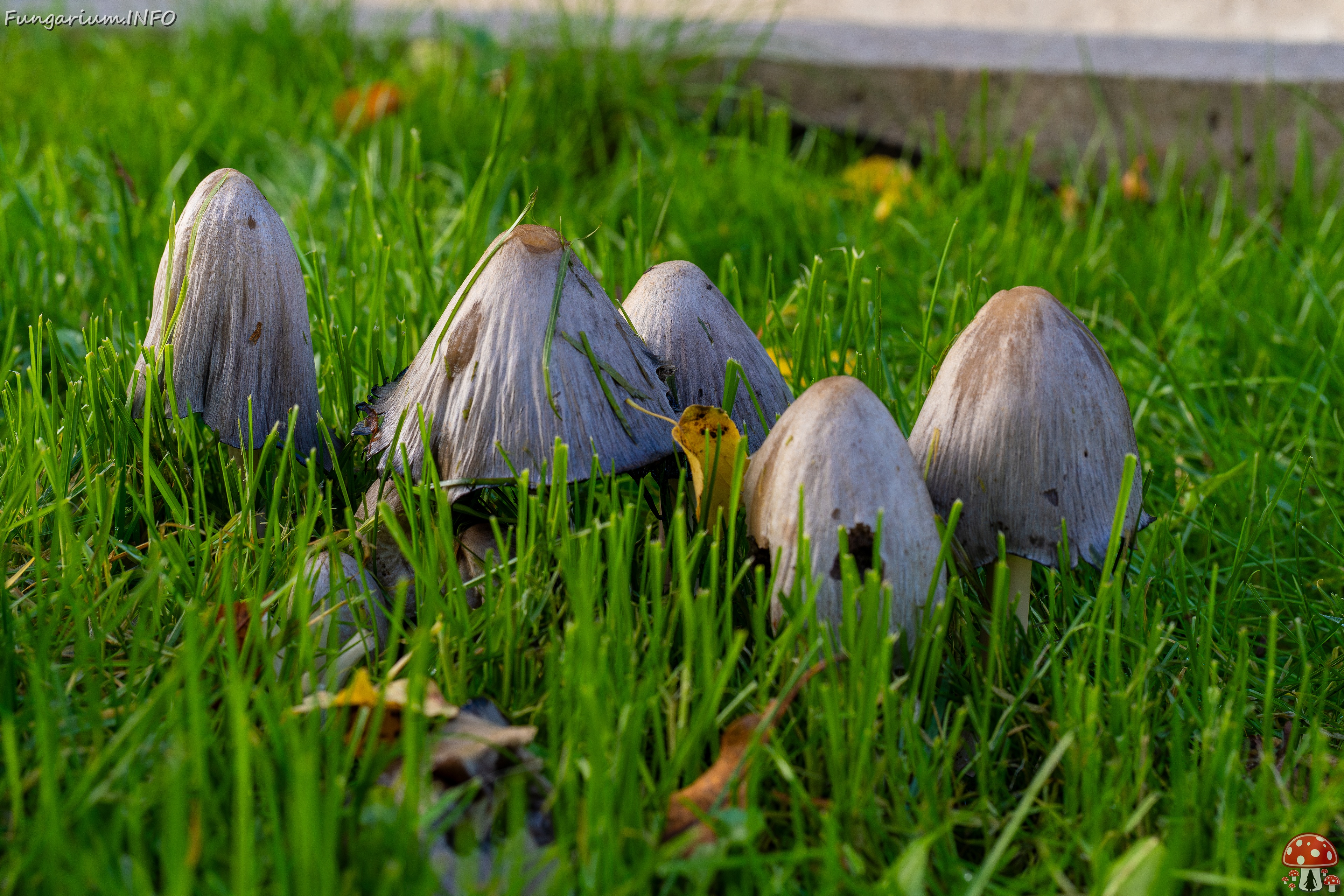 Coprinopsis atramentaria _2025-10-10_1-2 