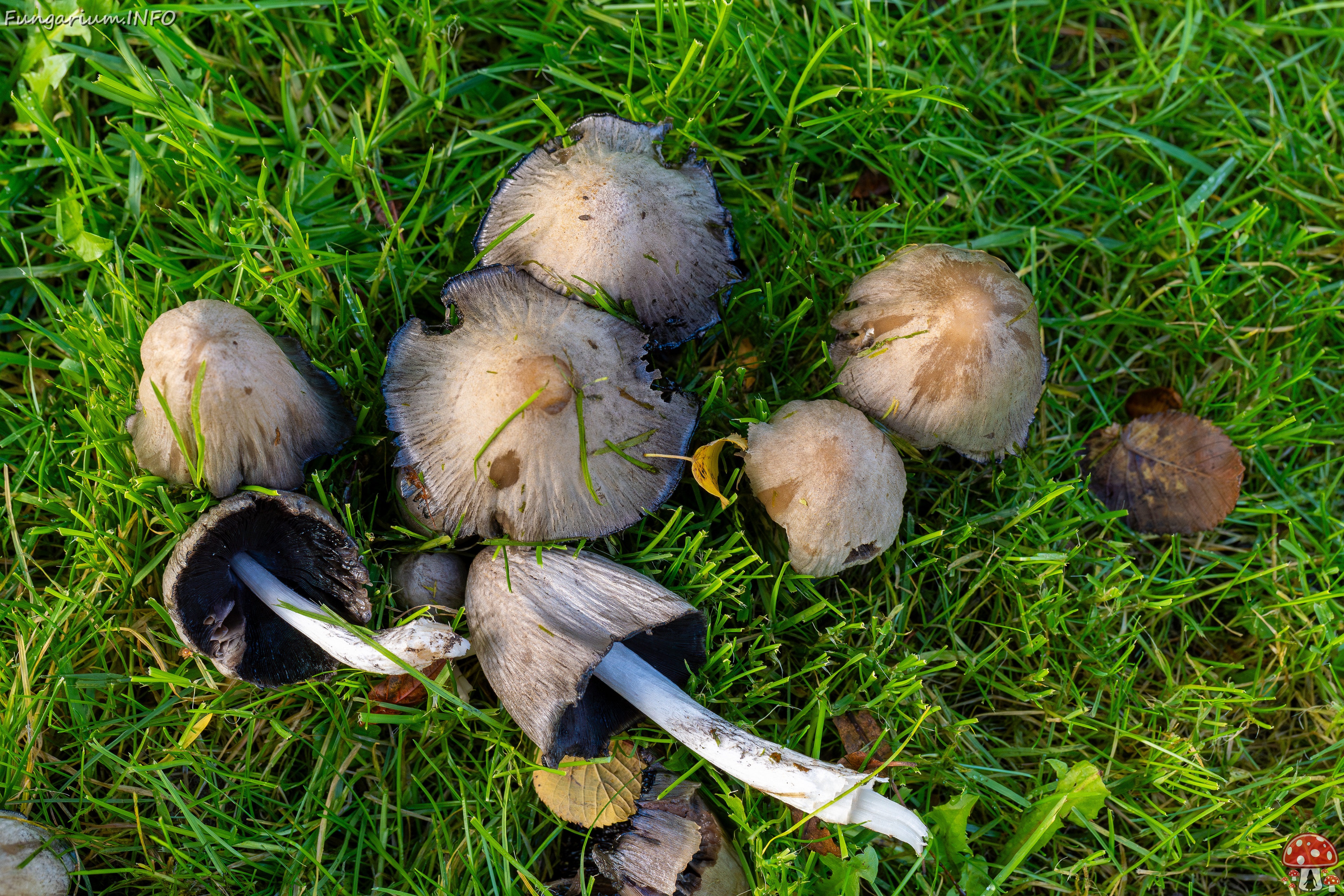 Coprinopsis atramentaria _2025-10-10_1-4 