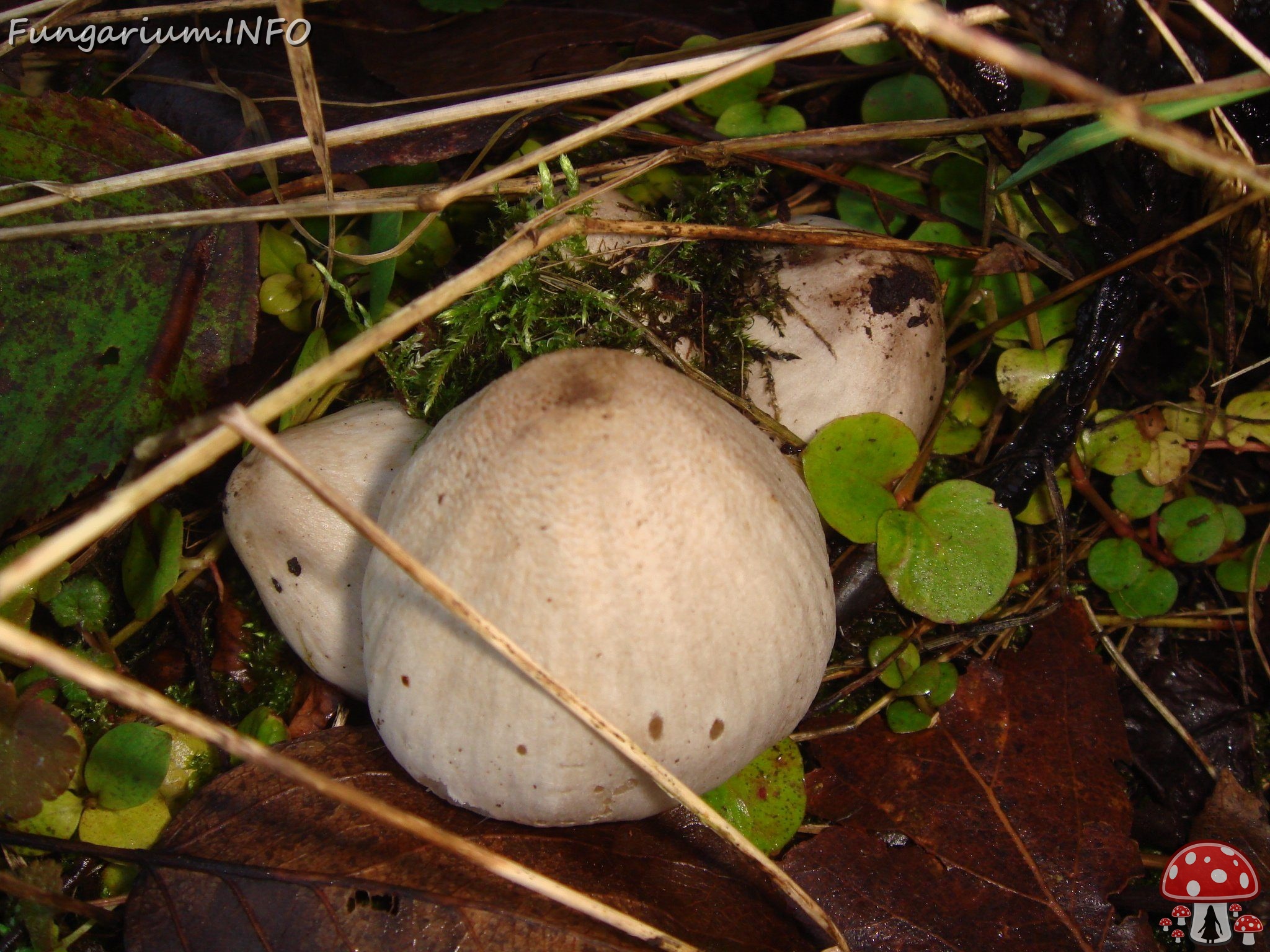 fungi-0003736 