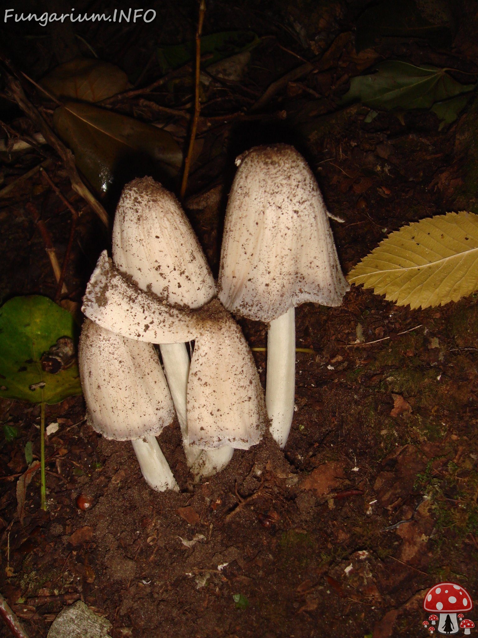 fungi-0004073 