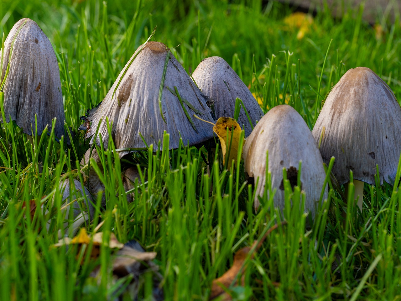 !Coprinopsis atramentaria _2025-10-10_1-3