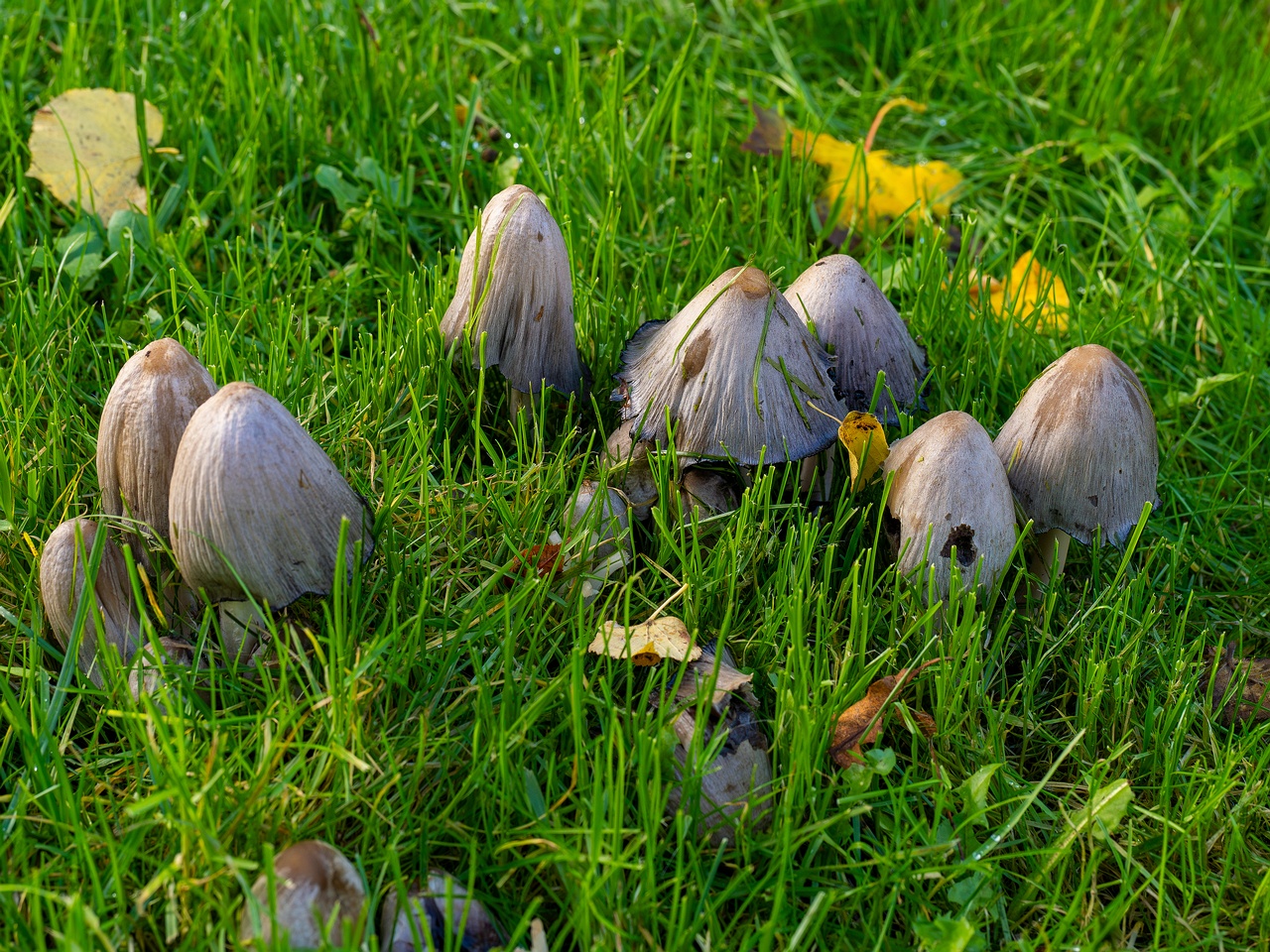 Coprinopsis atramentaria _2025-10-10_1-1