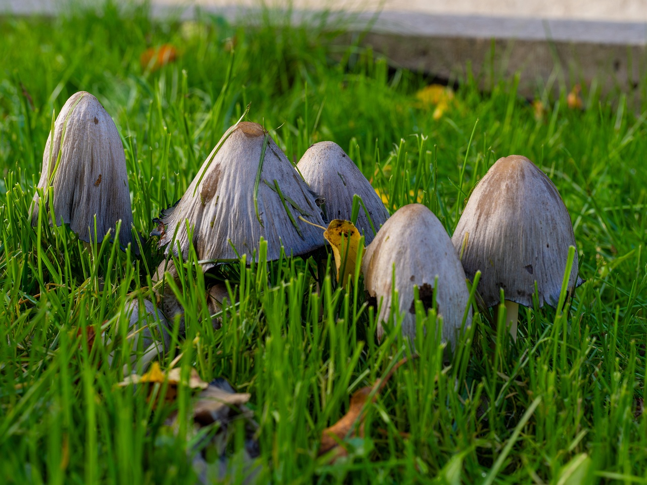 Coprinopsis atramentaria _2025-10-10_1-2