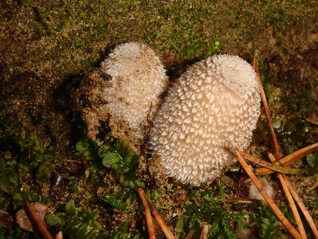 Coprinopsis picacea - Навозник смолистый - Magpie Inkcap - Specht-Tintling