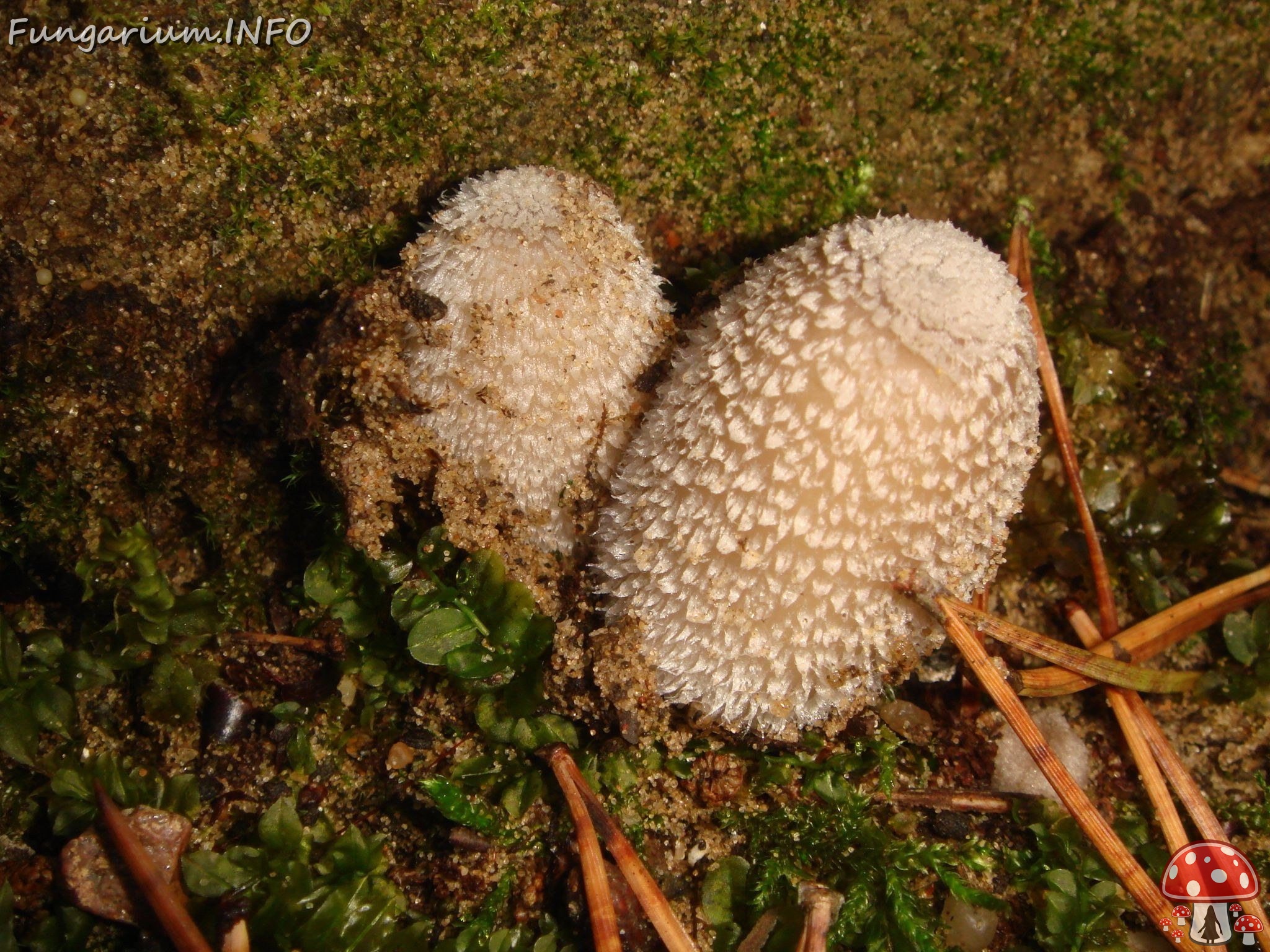 fungi-0002331 