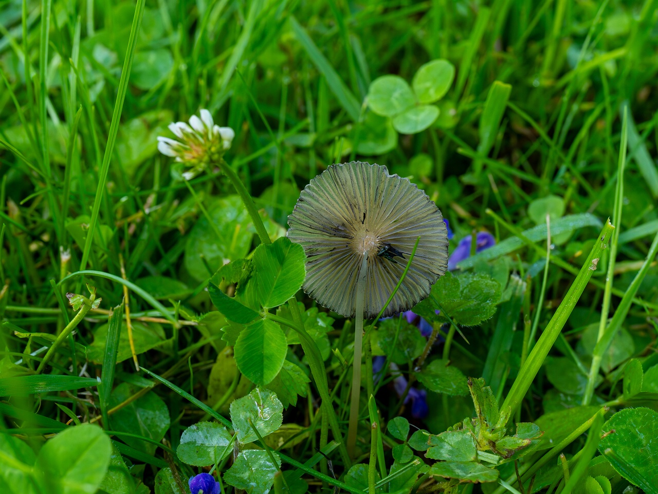 Parasola plicatilis _2026-07-12_1-3