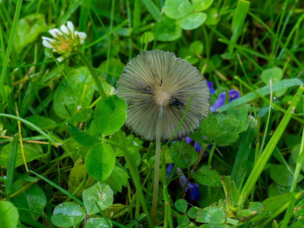Parasola plicatilis _2026-07-12_1-5