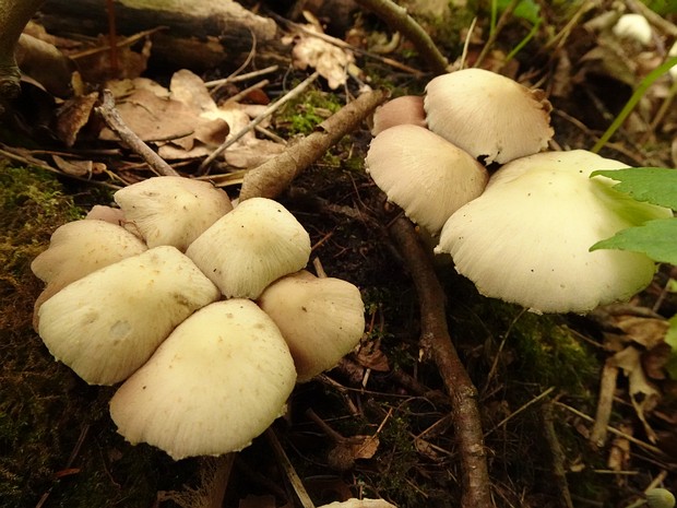 Psathyrella candolleana - Псатирелла Кандолля - Pale brittlestem - Weißlicher Düngerling