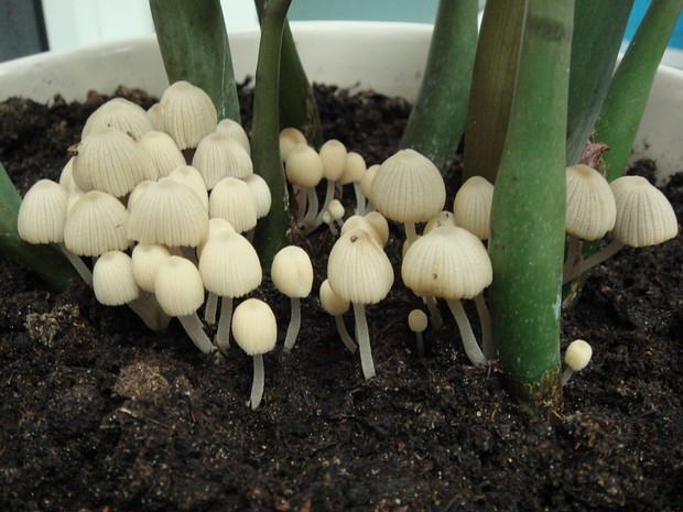 Coprinellus domesticus - Навозник домашний - Domestic Inky Cap - Haus-Tintling Coprinellus domesticus, commonly known as the Domestic Inky Cap, is a small to medium-sized basidiomycete mushroom in...