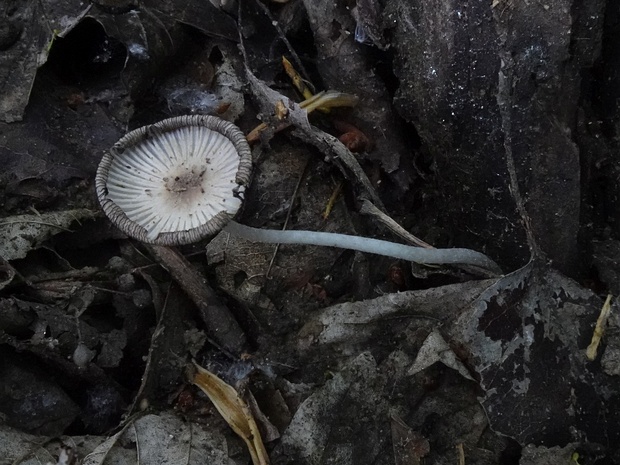 Coprinopsis lagopus - Навозник пушистый - Harefoot Mushroom - Hasenpfote Coprinopsis lagopus, commonly known as the Harefoot Mushroom or Hasenpfote in German, is a small, delicate fungus...