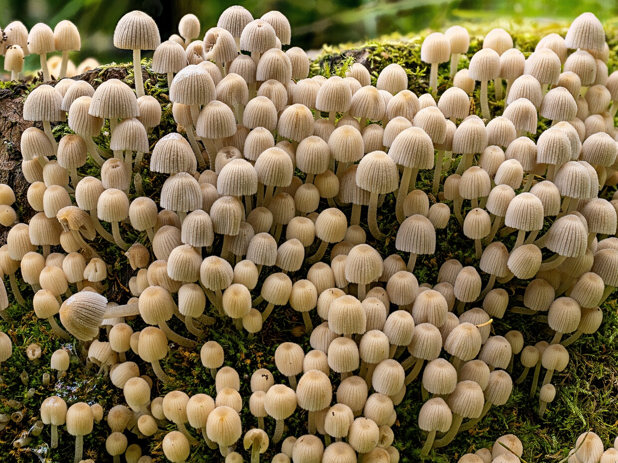 Навозник расеянный - Coprinellus disseminatus