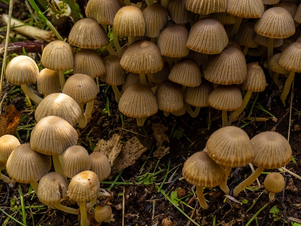 Навозник расеянный - Coprinellus disseminatus Coprinellus disseminatus, known as the Fairy Inkcap, is a small, saprotrophic basidiomycete mushroom in the...