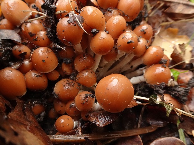 Psathyrella multipedata - Псатирелла многоножковая - Clustered brittlestem - Büscheliger Düngerling Psathyrella multipedata, also known as the Clustered brittlestem, is a mushroom species in the Psathyrellaceae family....