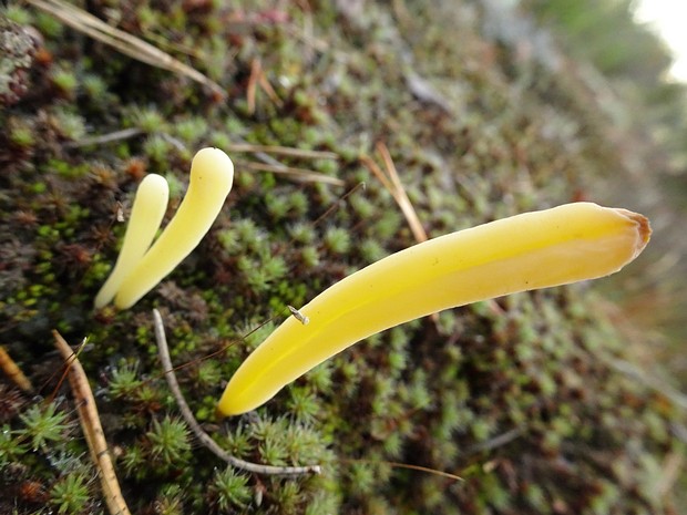 Clavaria argillacea - Клавария глинистая - Clay Club Fungus - Tonfarbene Keule