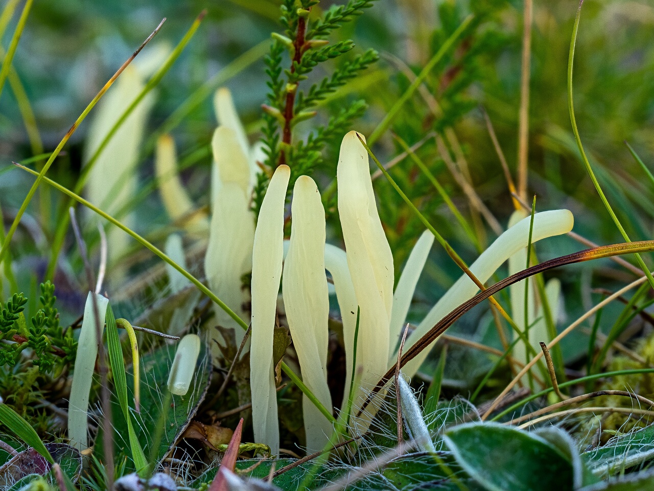 !Clavaria fragilis _2026-09-03_3-4