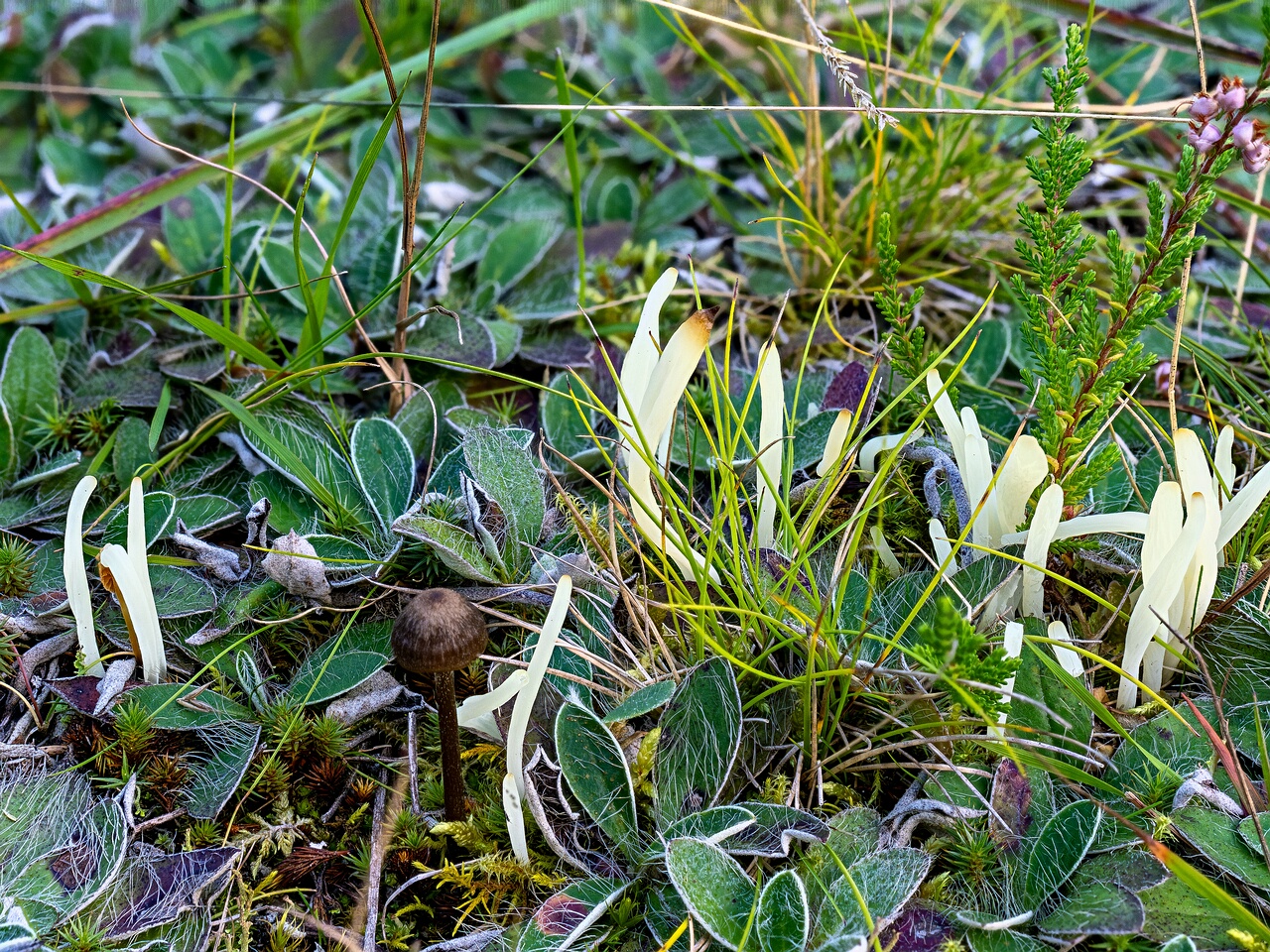 Clavaria fragilis _2026-09-03_2-1