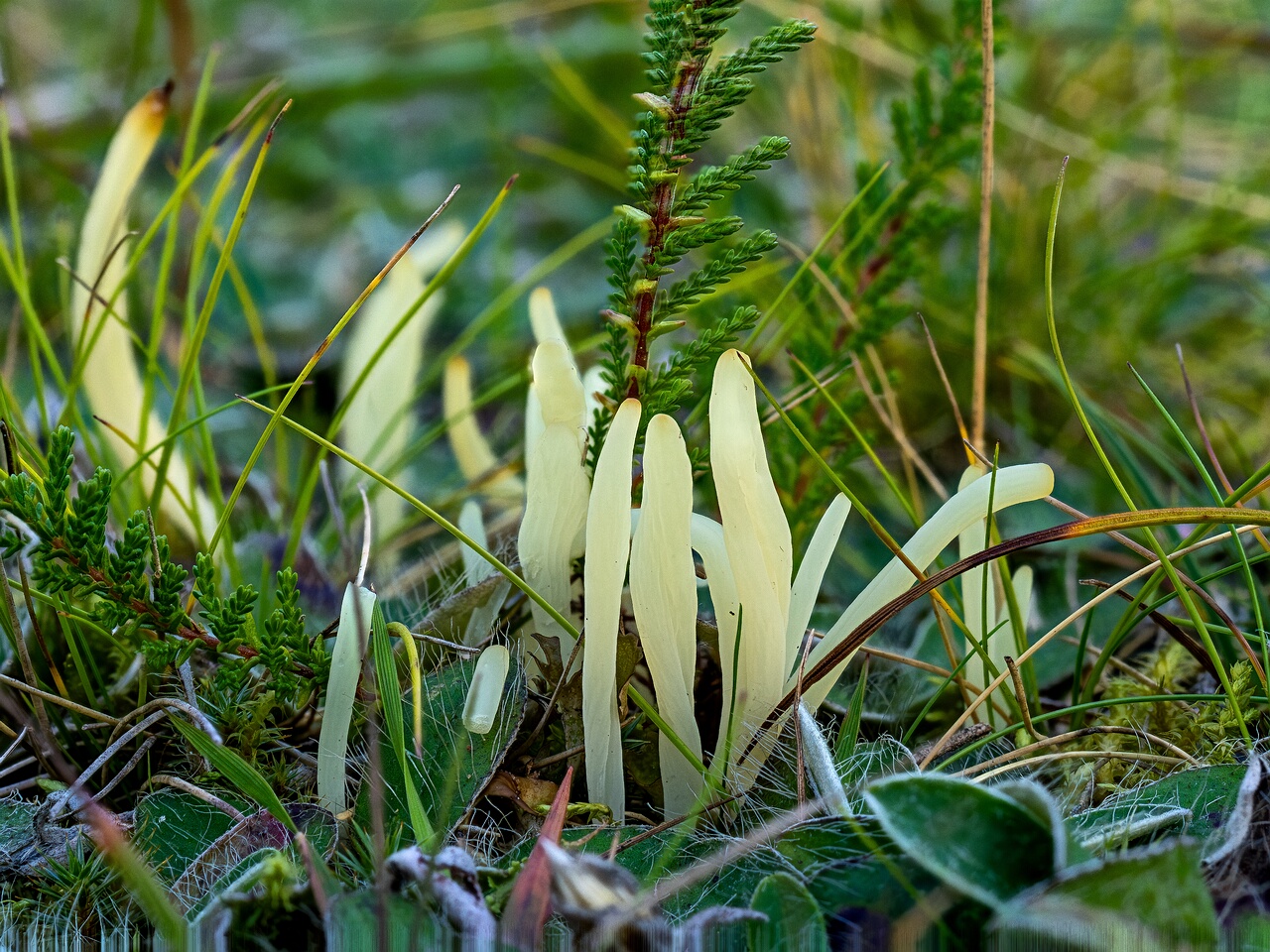Clavaria fragilis _2026-09-03_3-1