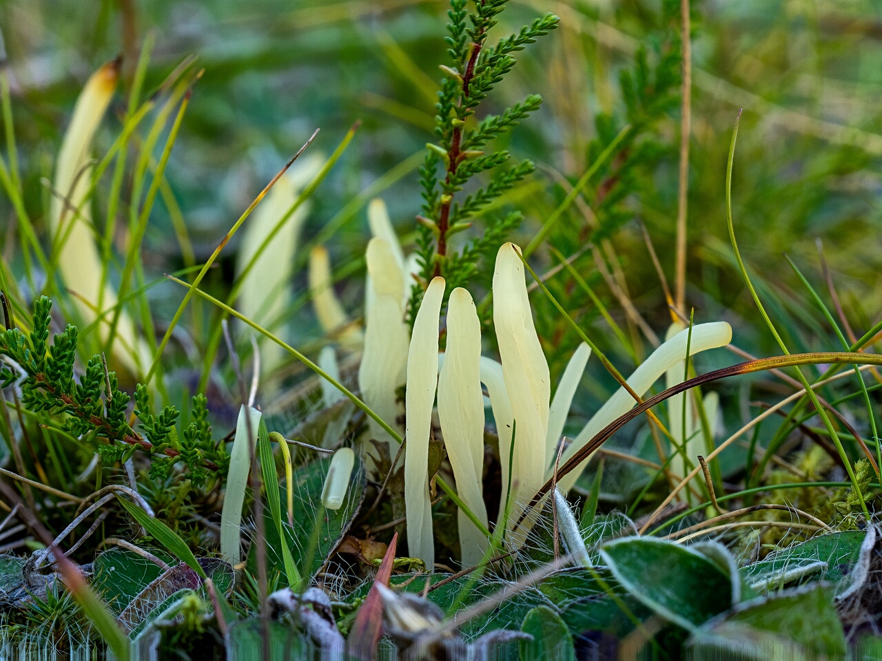 Clavaria fragilis _2026-09-03_3-3