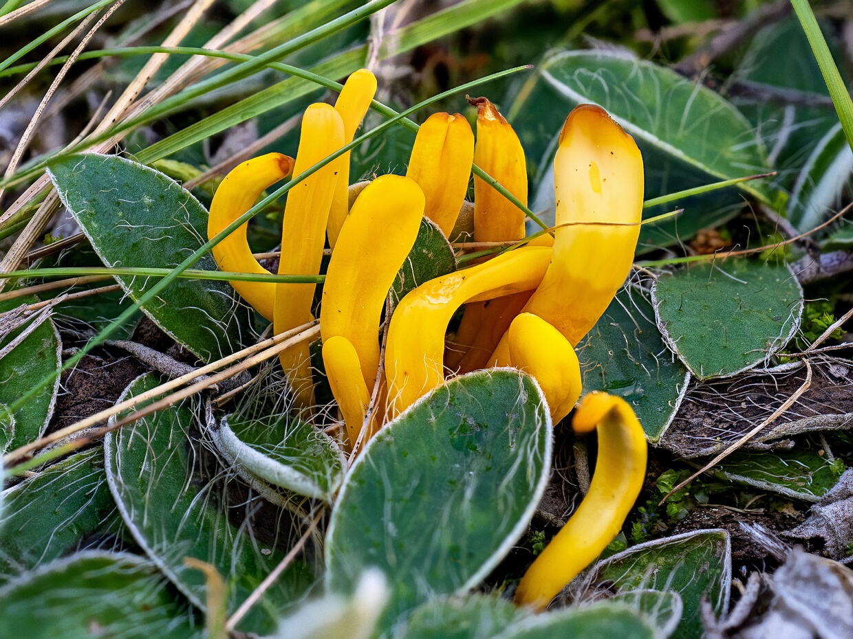 Клавулинопсис ярко-окрашенный - Clavulinopsis laeticolor