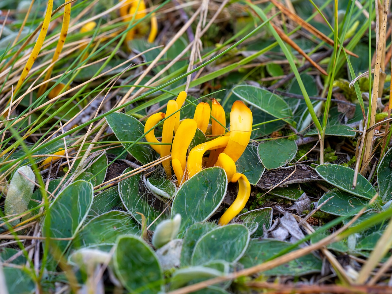 Clavulinopsis laeticolor _2026-09-17_2-1