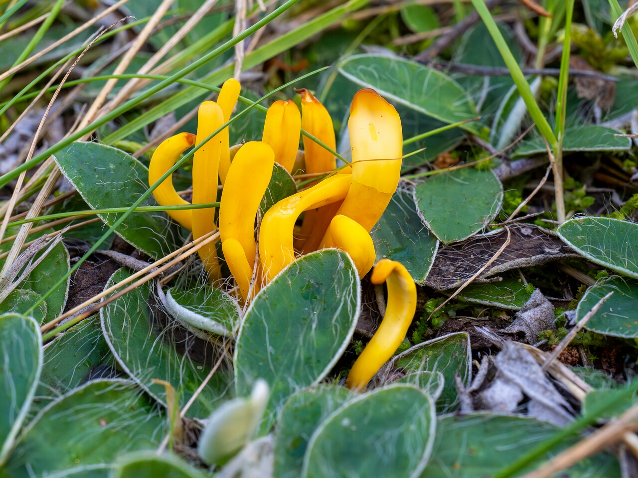 Clavulinopsis laeticolor _2026-09-17_2-2