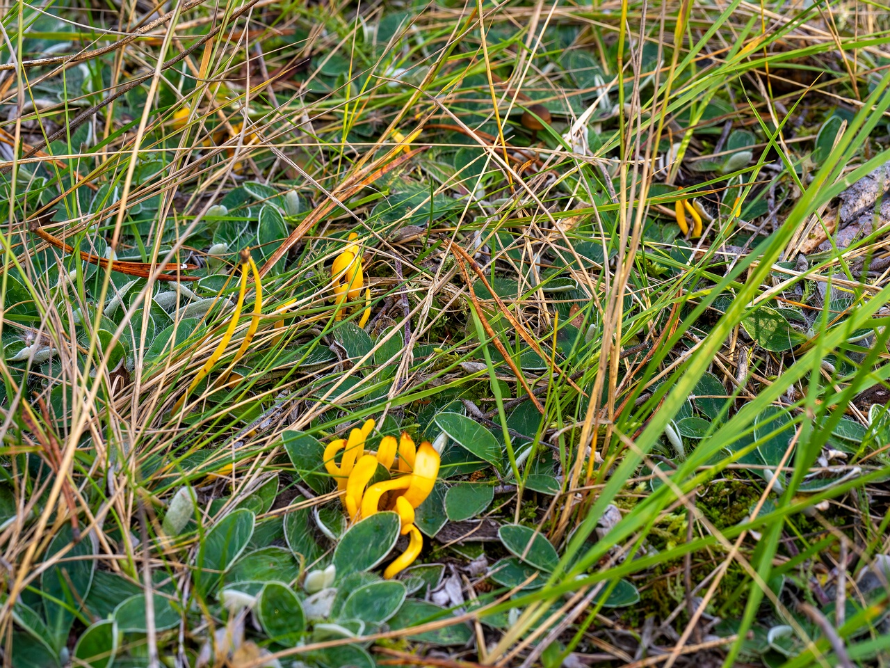 Clavulinopsis laeticolor _2026-09-17_2-3