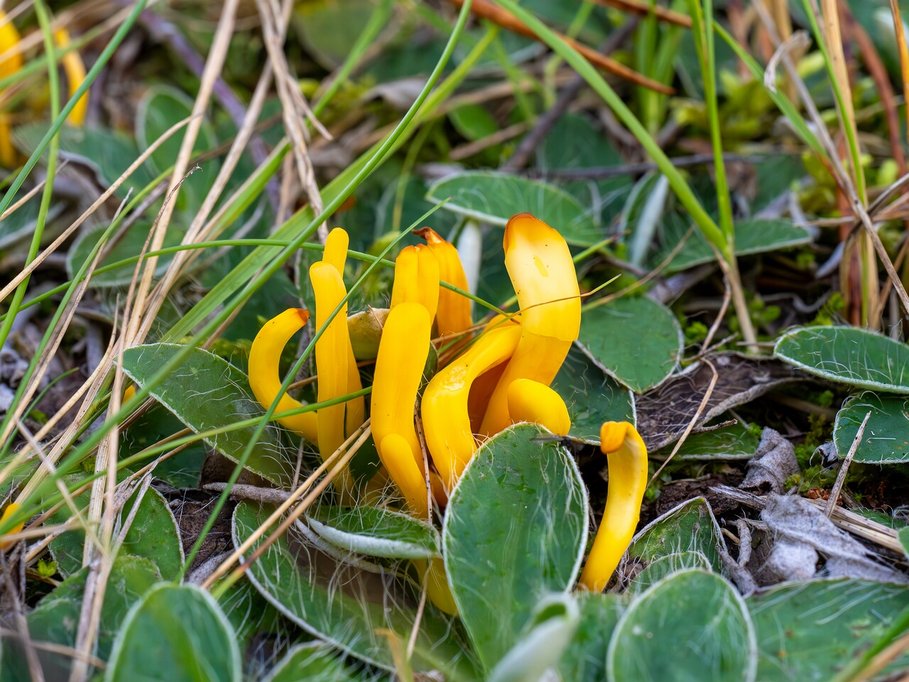 Clavulinopsis laeticolor _2026-09-17_2-4