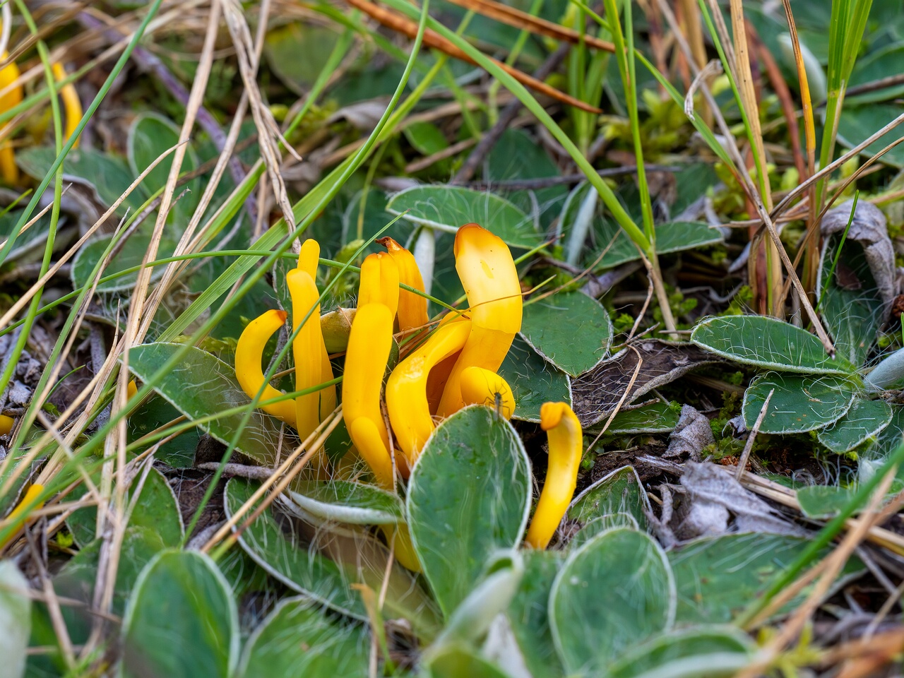 Clavulinopsis laeticolor _2026-09-17_2-5