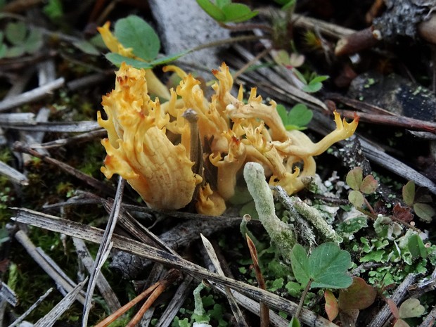 Clavulinopsis corniculata - Рогатик рожковидный - Meadow Coral - Hörnchen-Koralle