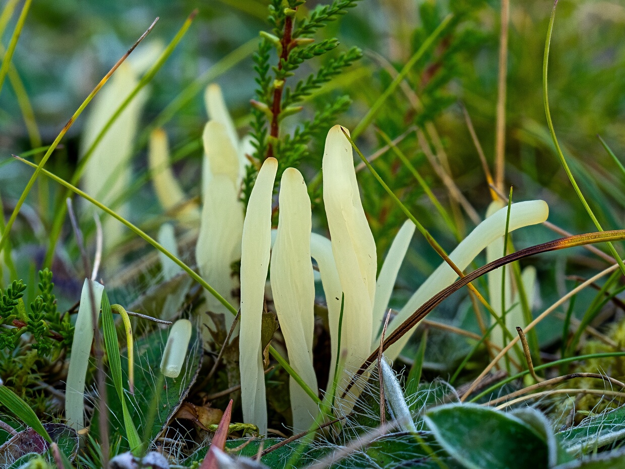 Клавария хрупкая - Clavaria fragilis