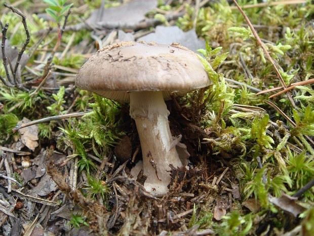 Белопаутинник луковичный - Leucocortinarius bulbiger