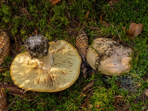 Белосвинуха трёхцветная - Leucopaxillus tricolor