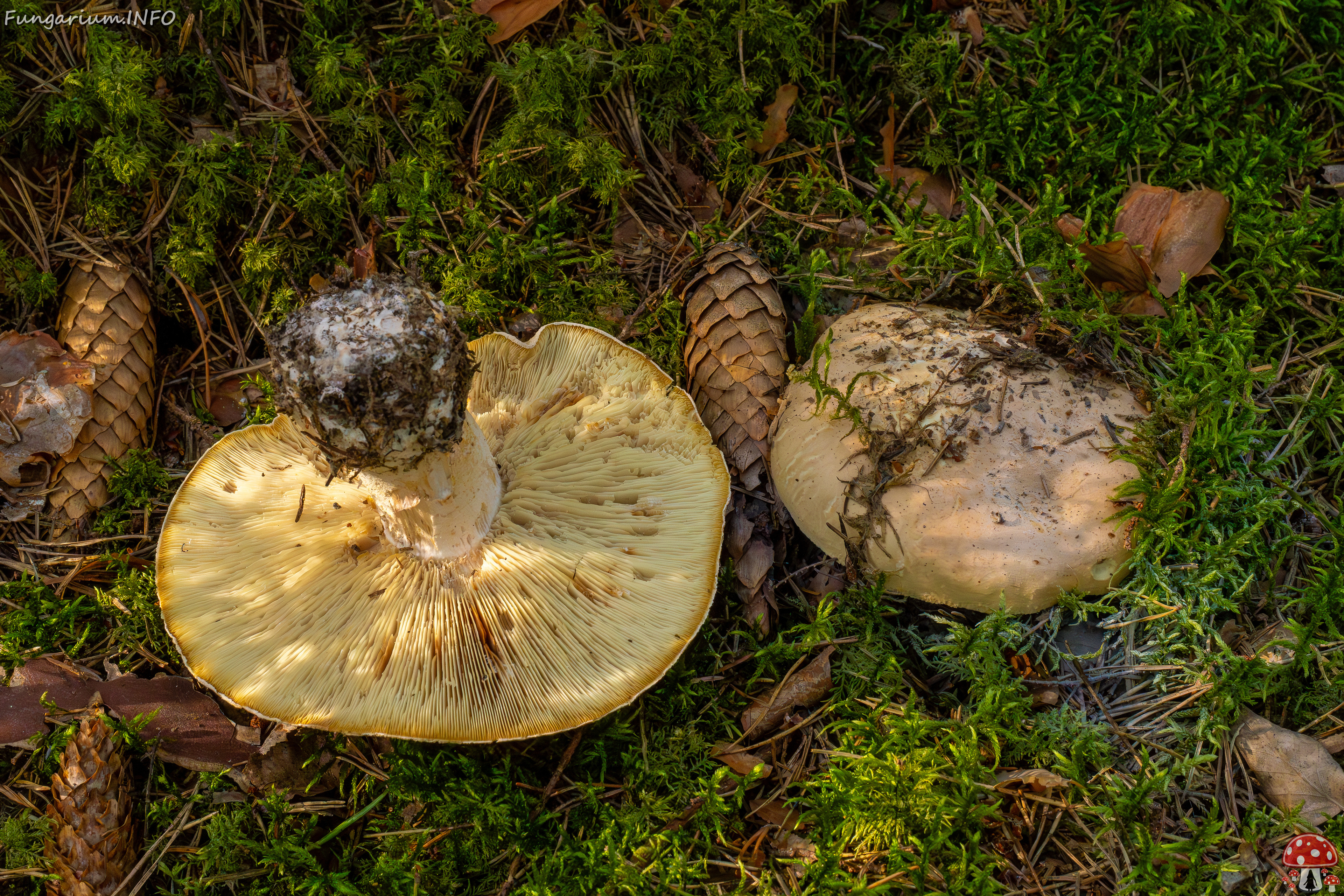 leucopaxillus-tricolor_1-1 