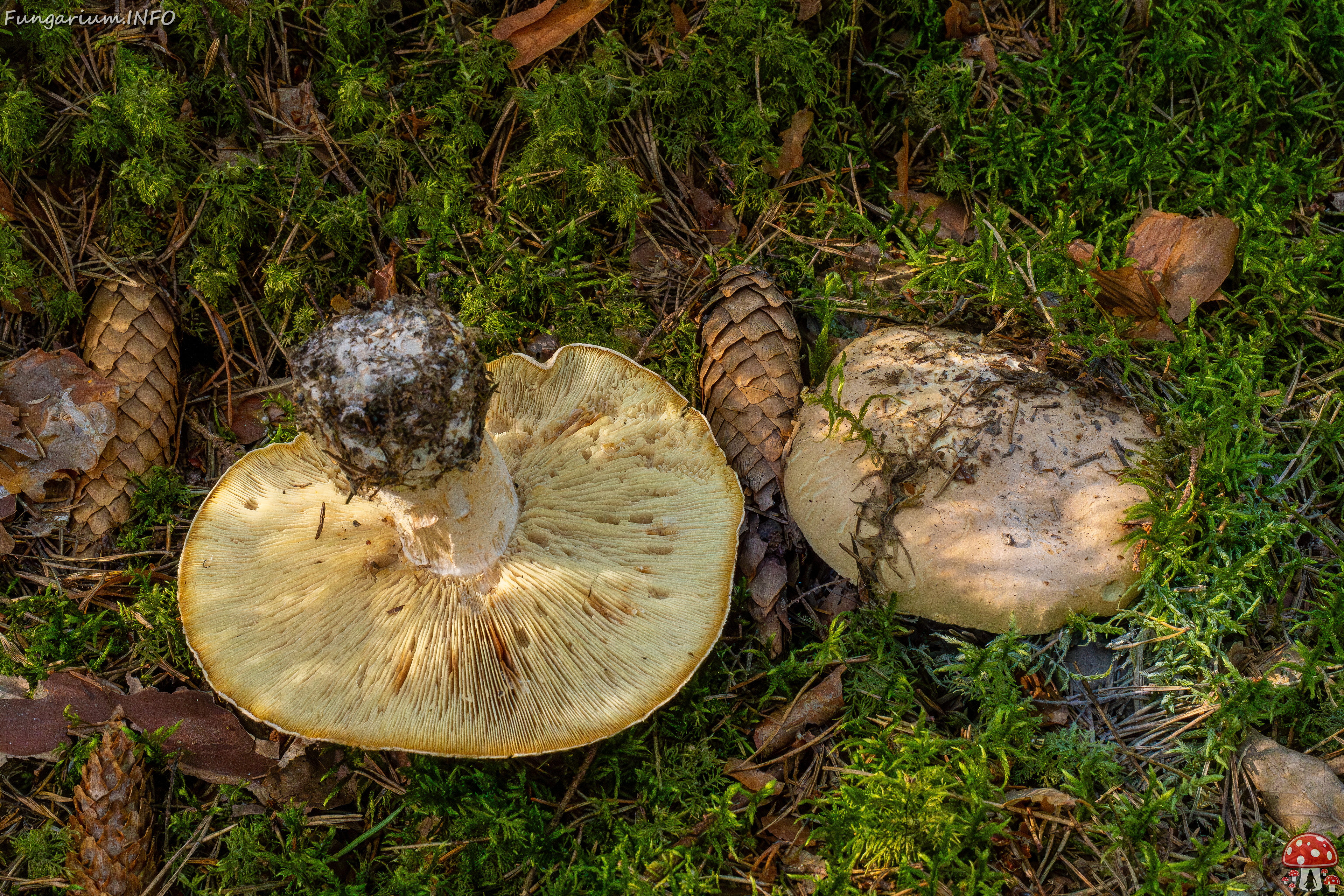 leucopaxillus-tricolor_1-2 