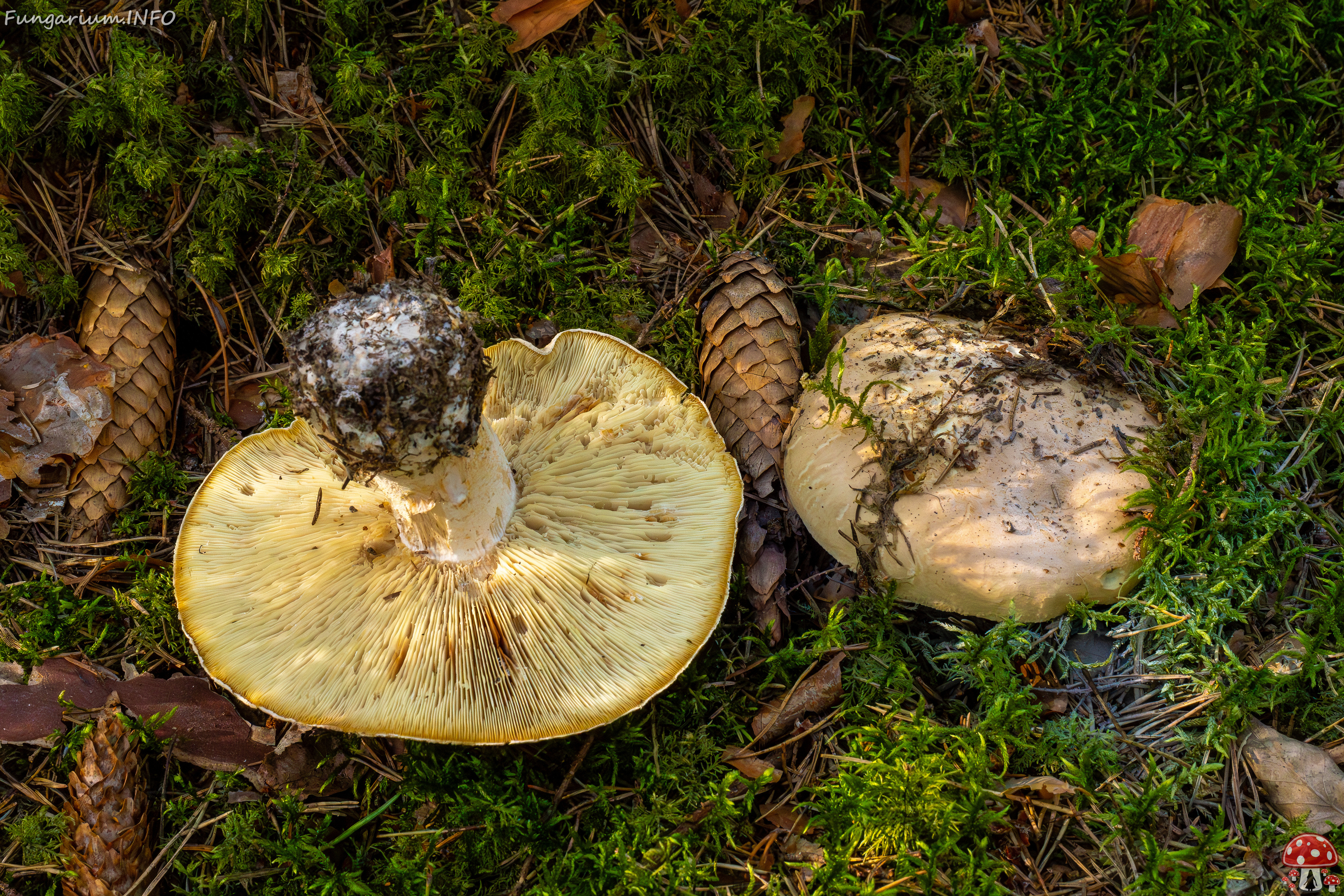 leucopaxillus-tricolor_1-3 