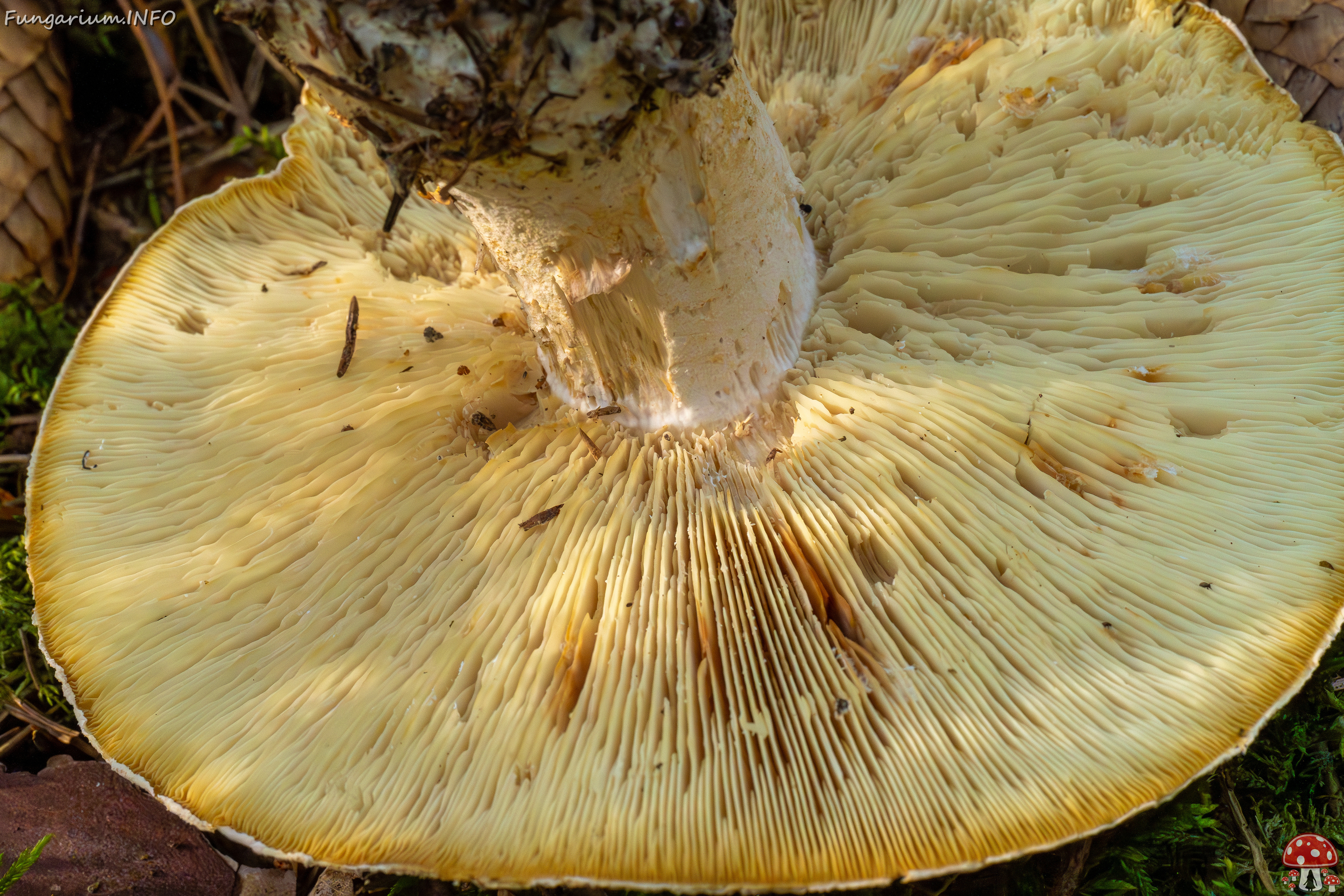 leucopaxillus-tricolor_1-5 