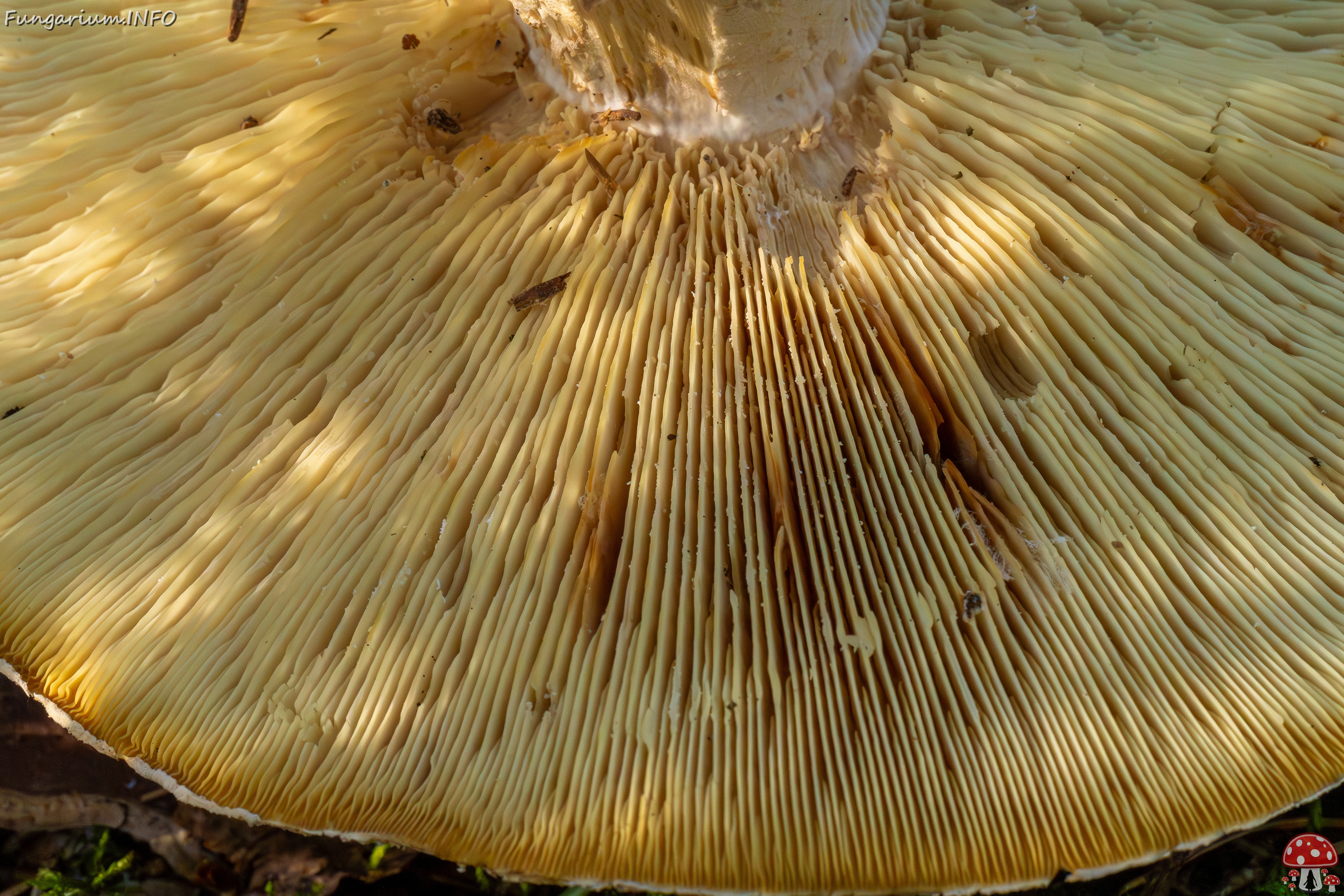 leucopaxillus-tricolor_1-6 