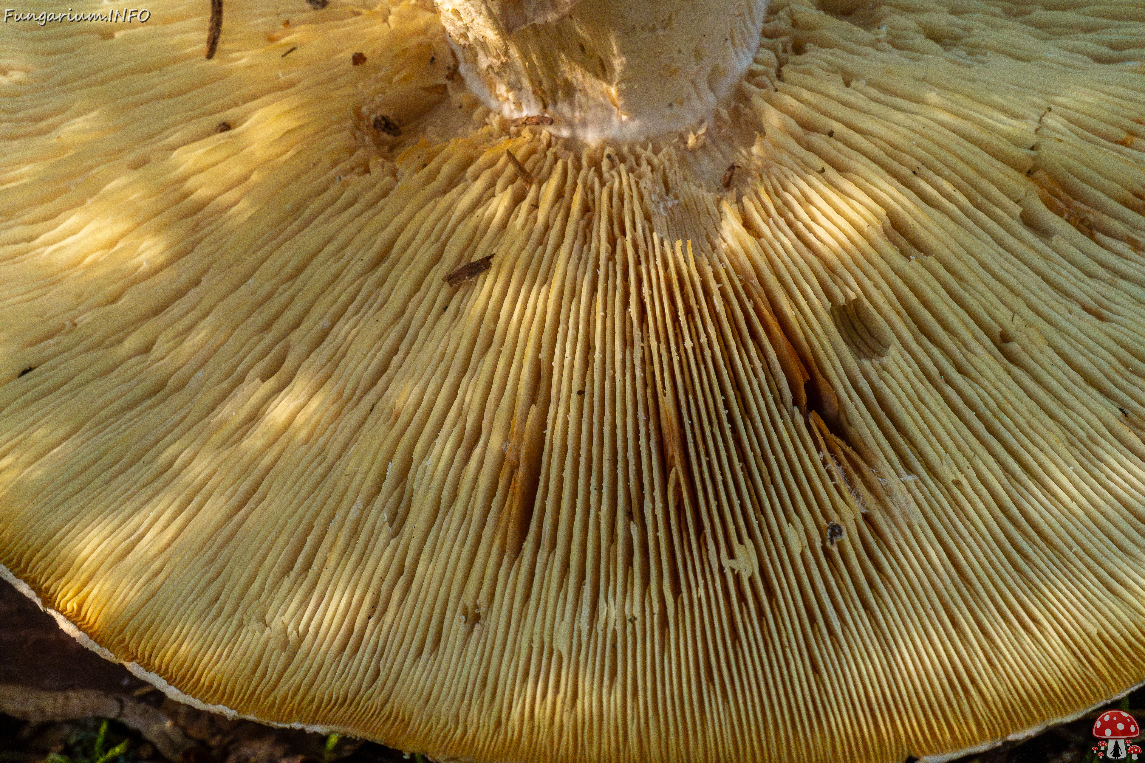 leucopaxillus-tricolor_1-7 