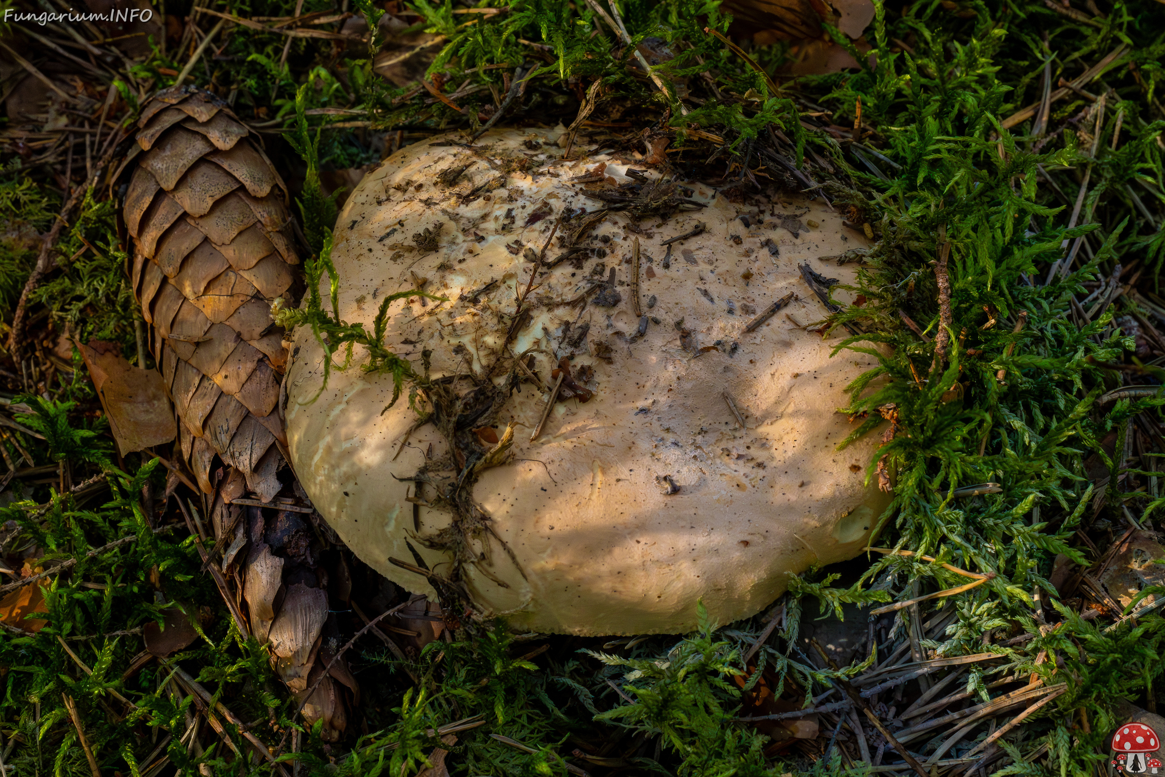 leucopaxillus-tricolor_1-8 