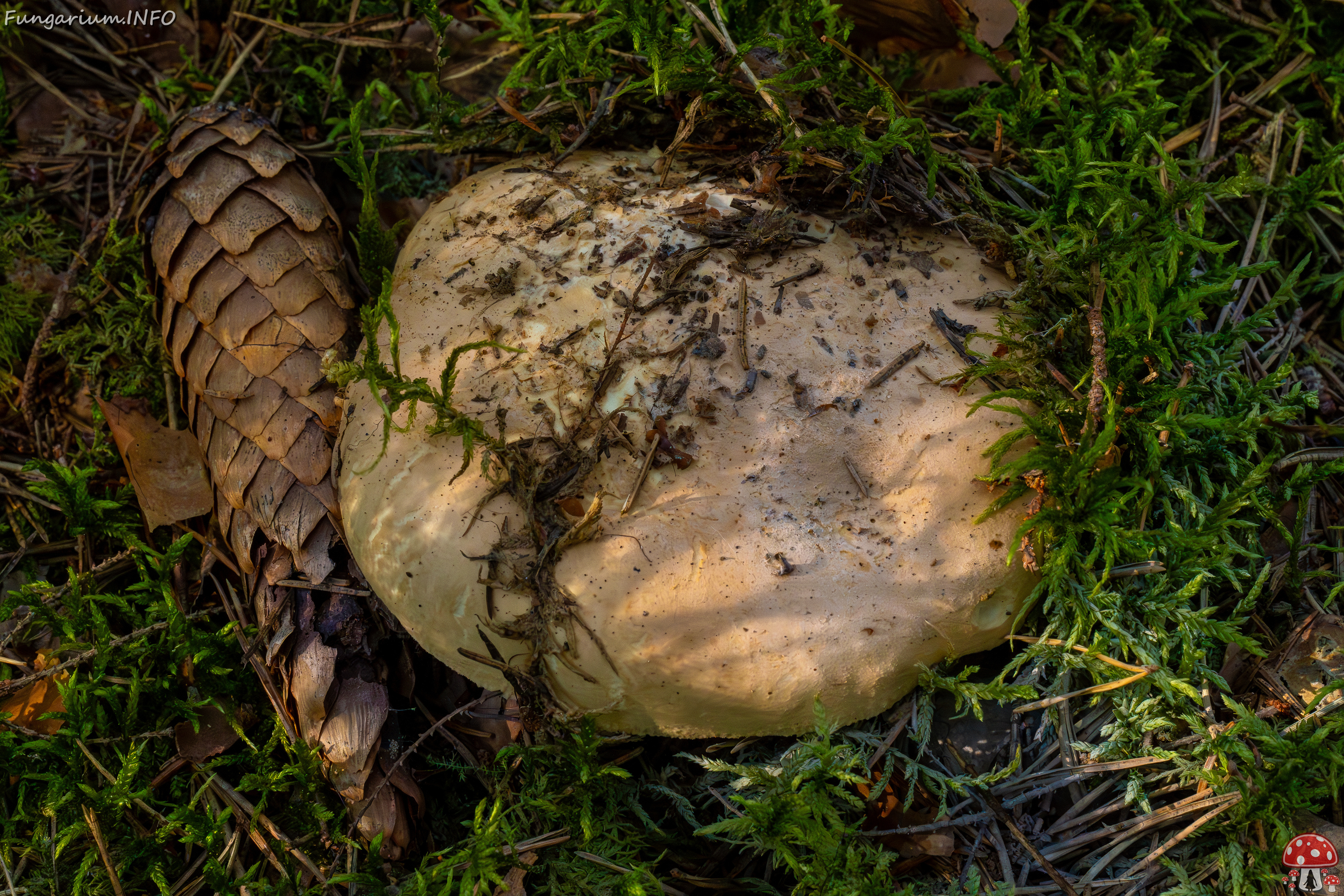 leucopaxillus-tricolor_1-9 