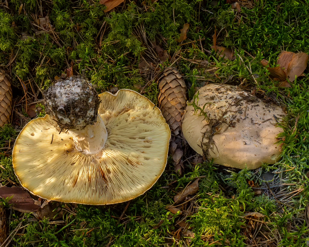 leucopaxillus-tricolor_1-1